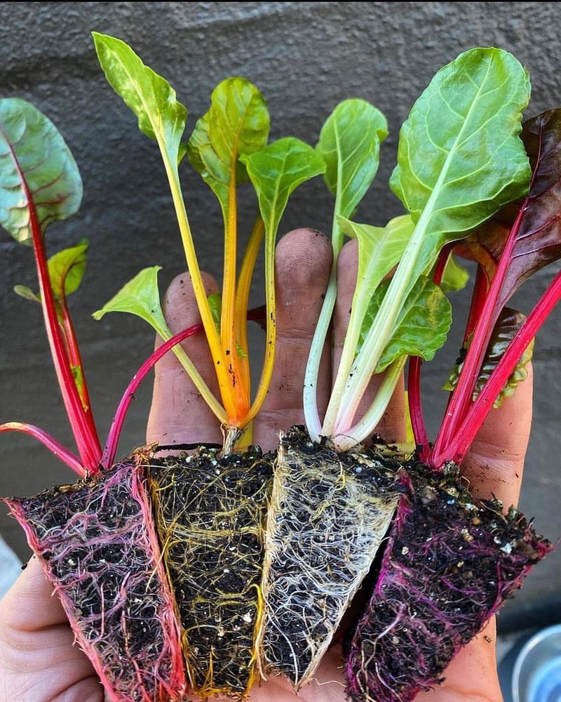 Swiss Chard