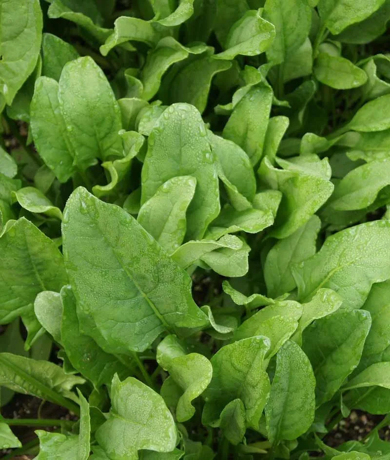Spinach