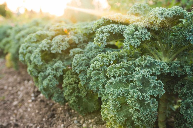Kale