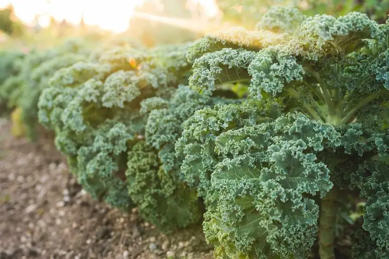 Kale