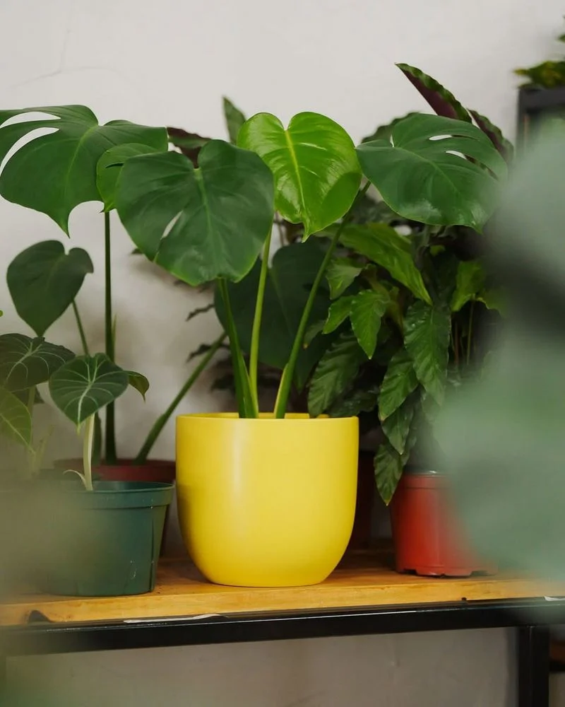 Swiss Cheese Plant