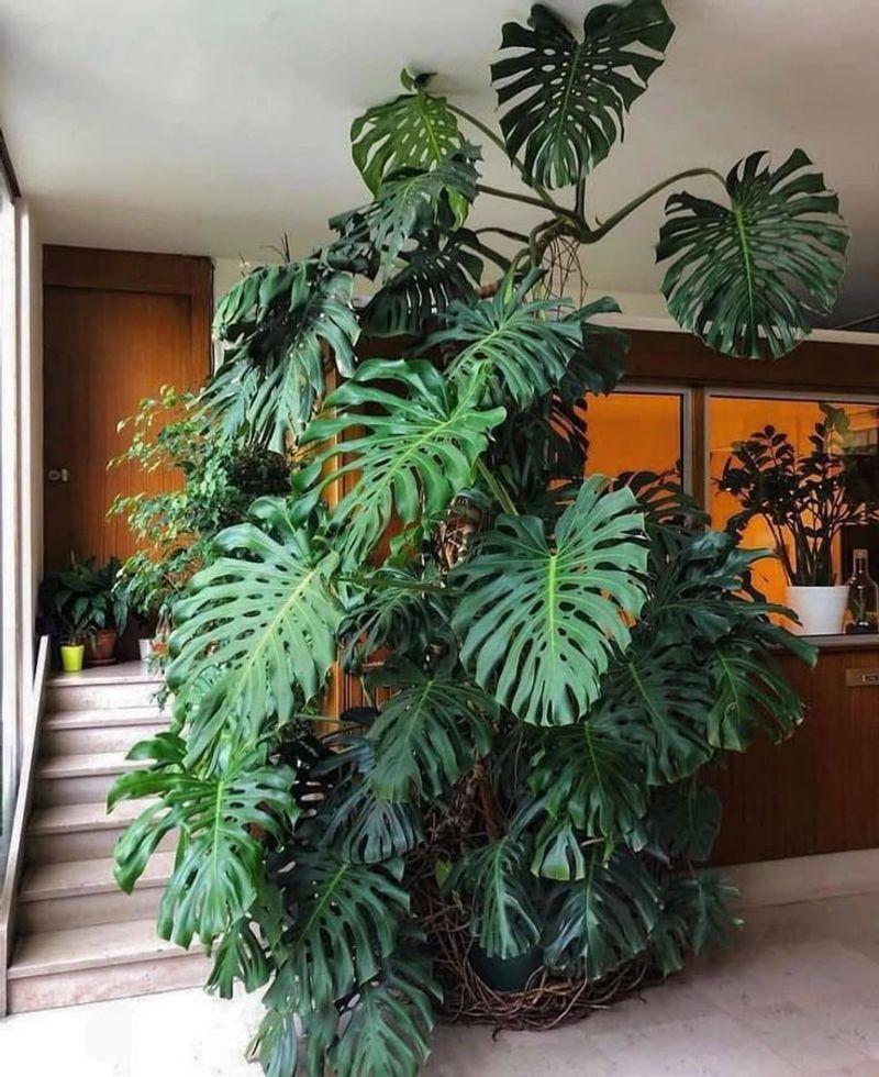 Swiss Cheese Plant