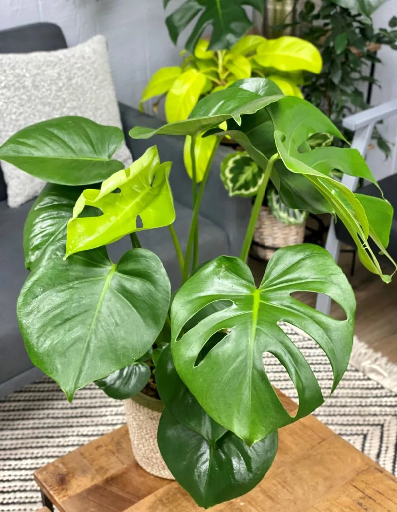 Swiss Cheese Plant