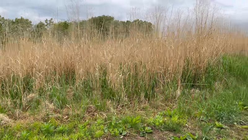Switchgrass