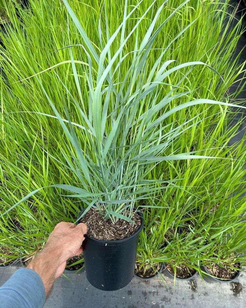 Switchgrass