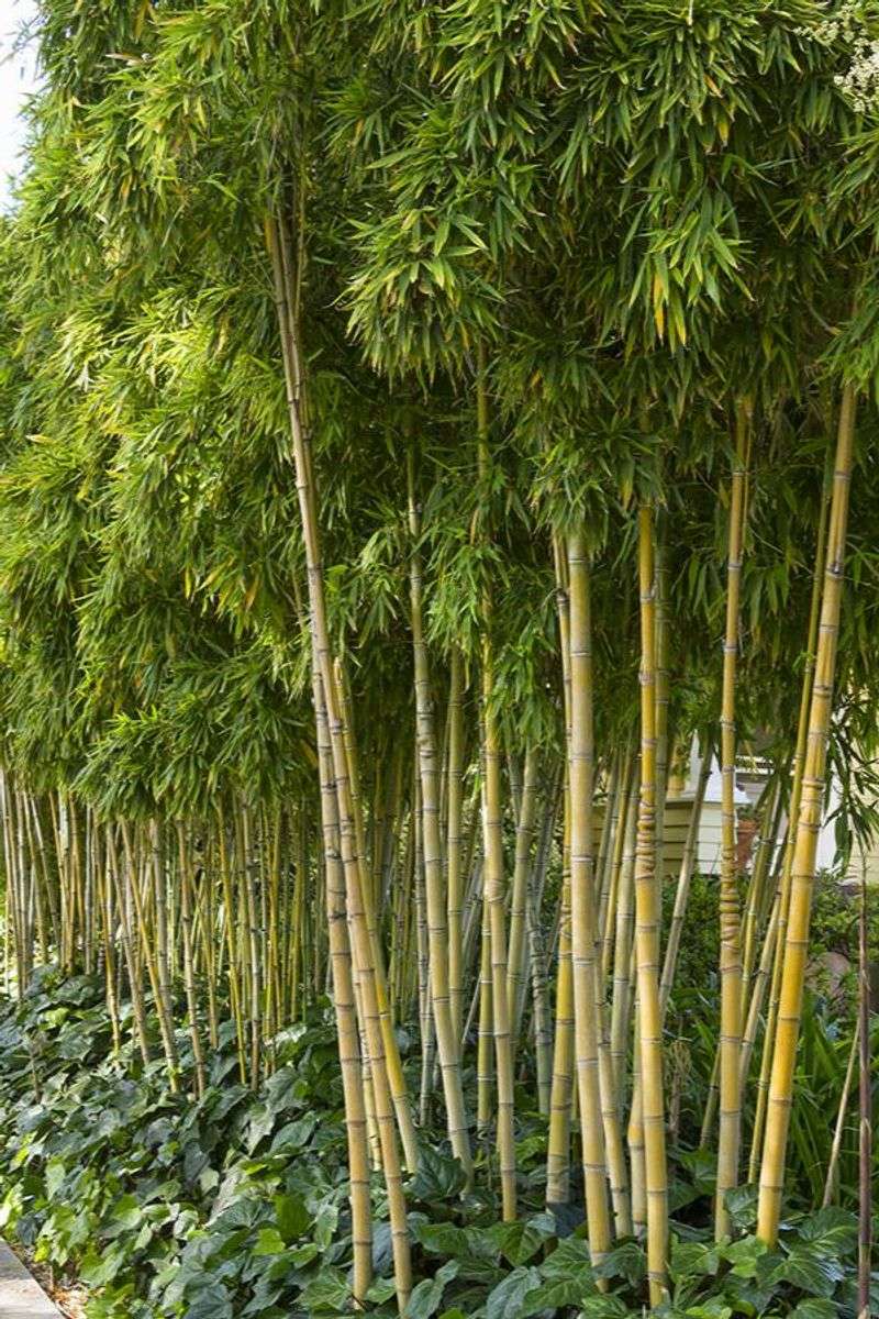 Golden Bamboo