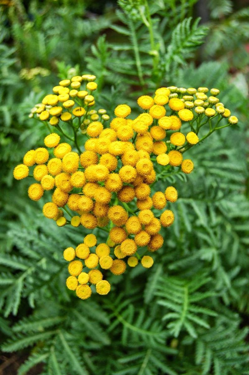 Tansy