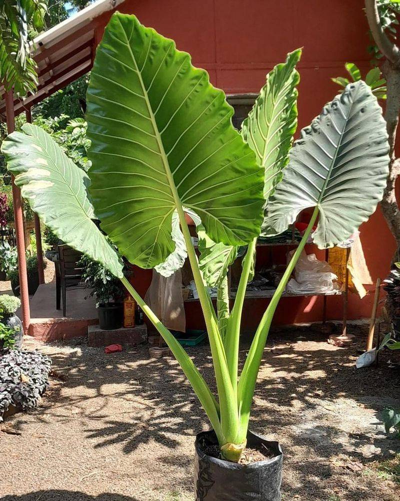 Taro