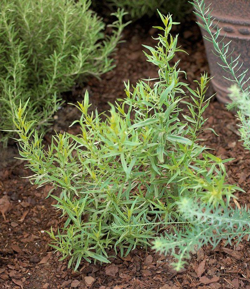 Tarragon