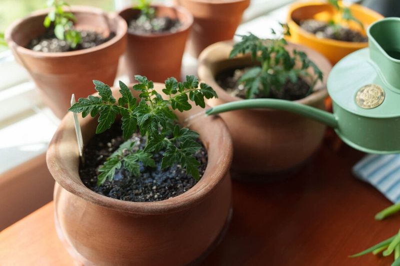 Tarragon