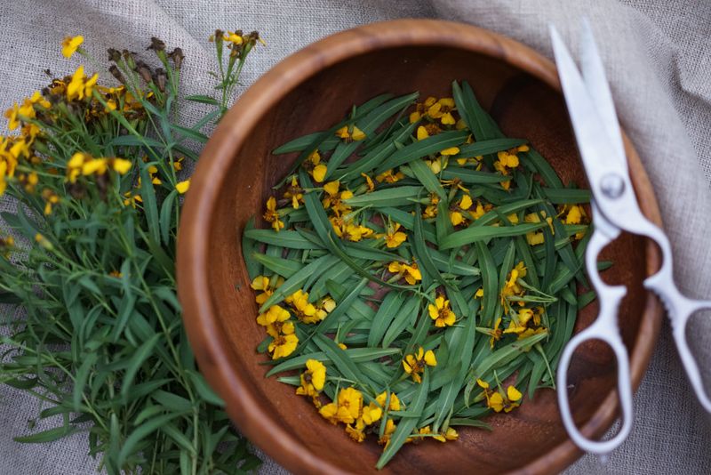 Tarragon