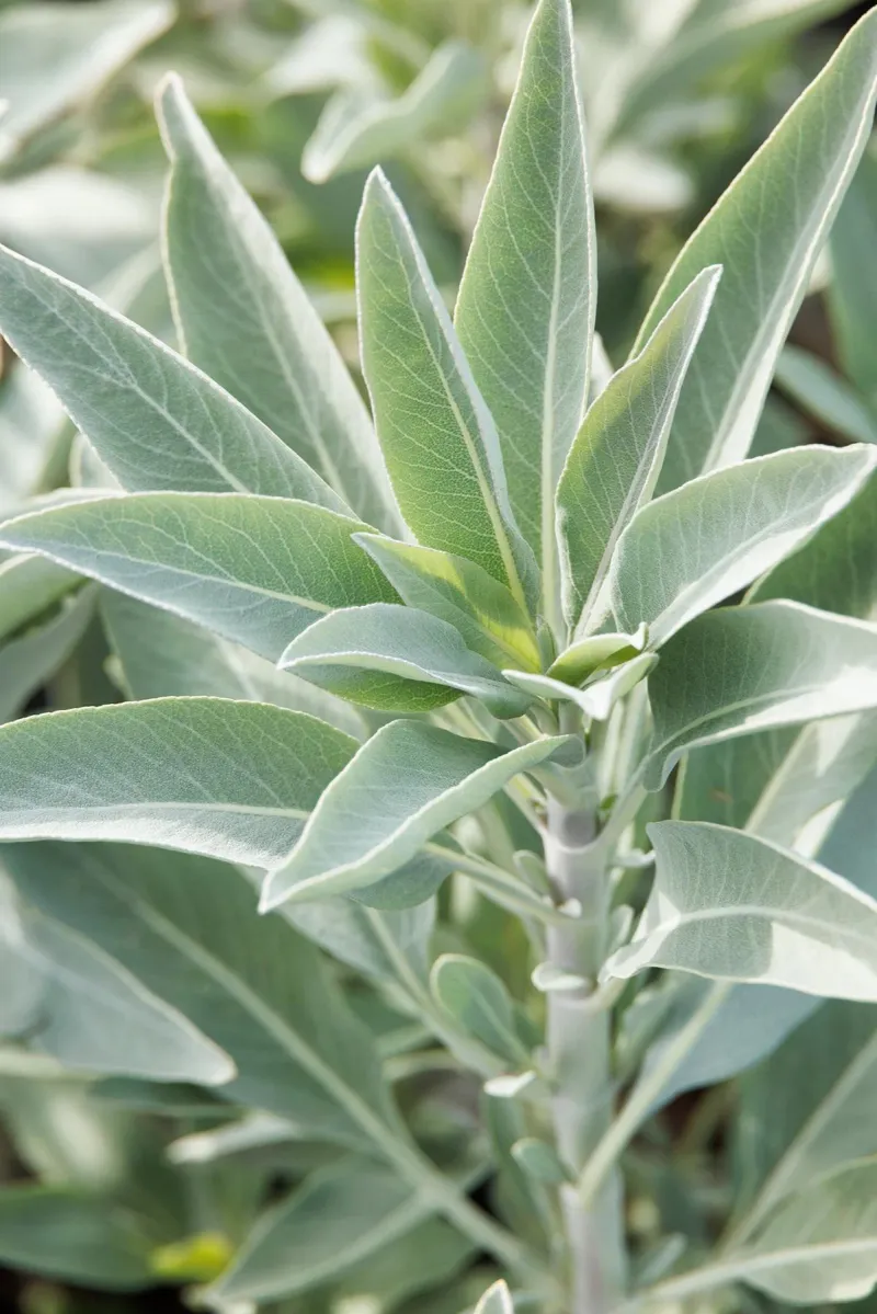 Sage