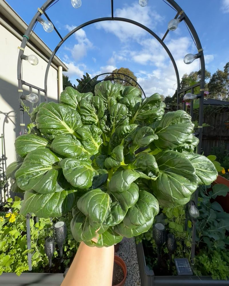 Tatsoi