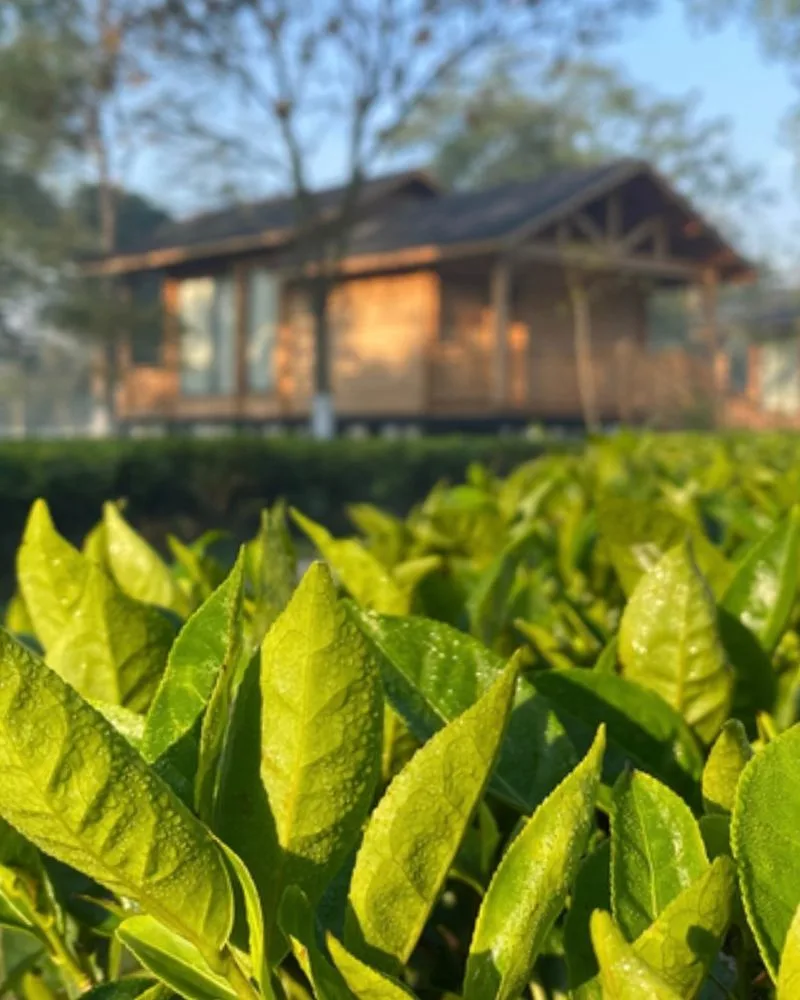 Tea Leaves