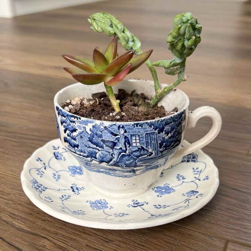 Teacup Collection