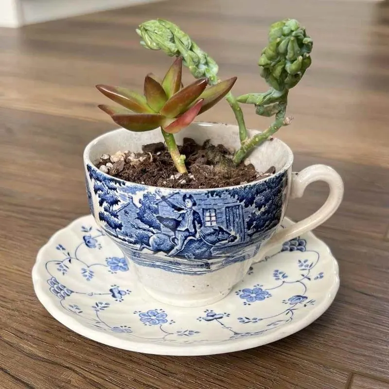 Teacup Collection