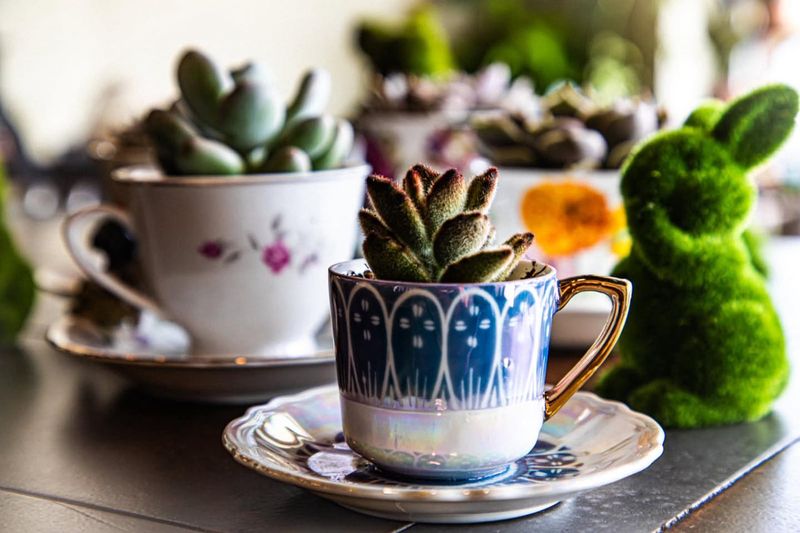 Teacup Succulent Planters