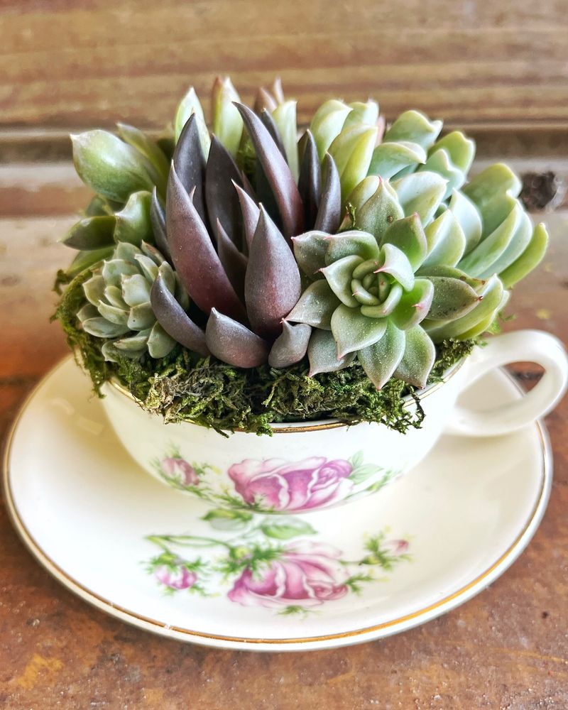 Teacup Succulent
