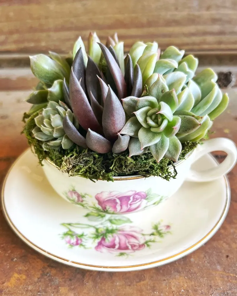 Teacup Succulent