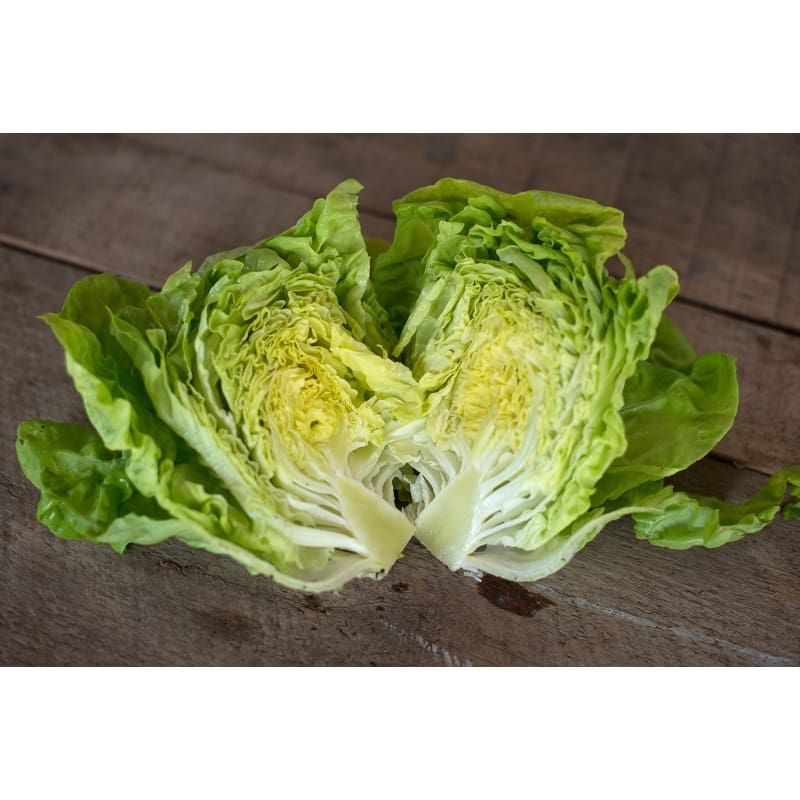Tennis Ball Lettuce