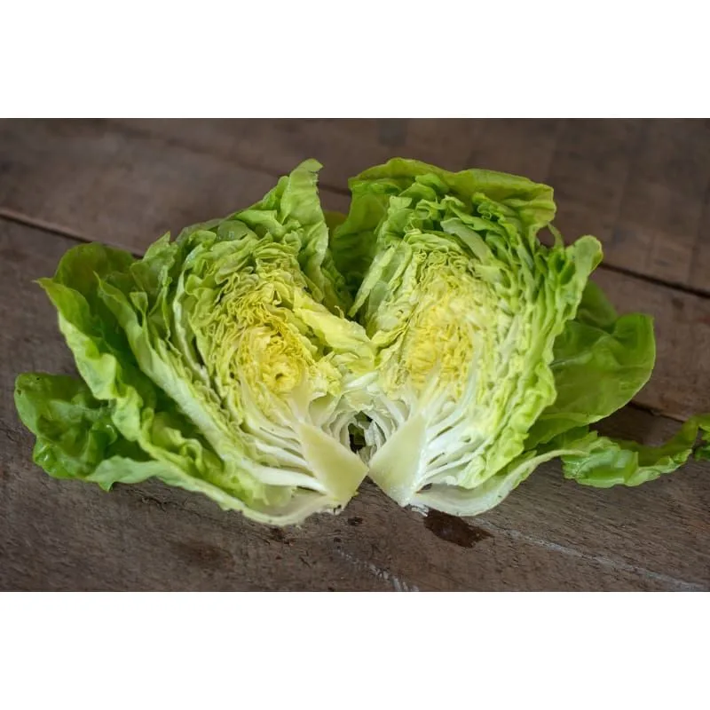 Tennis Ball Lettuce
