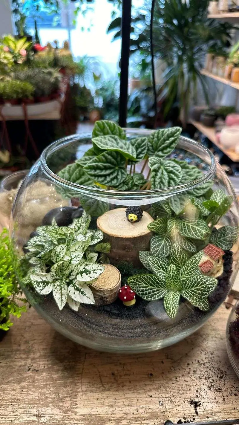 Terrarium Kits