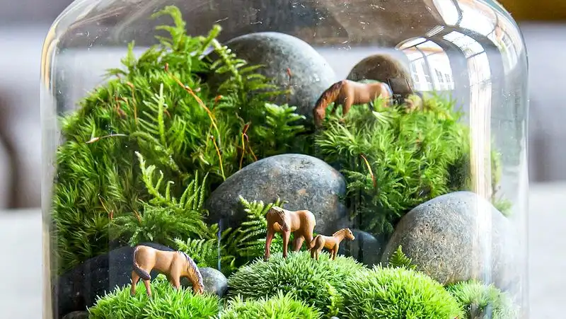 Terrarium