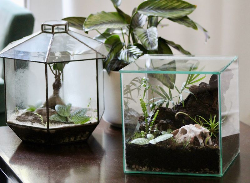 Terrariums