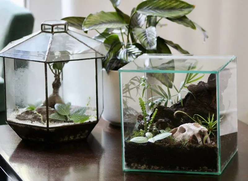 Terrariums