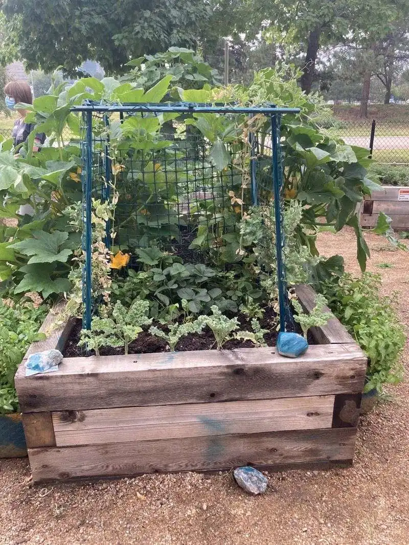 Use Companion Planting