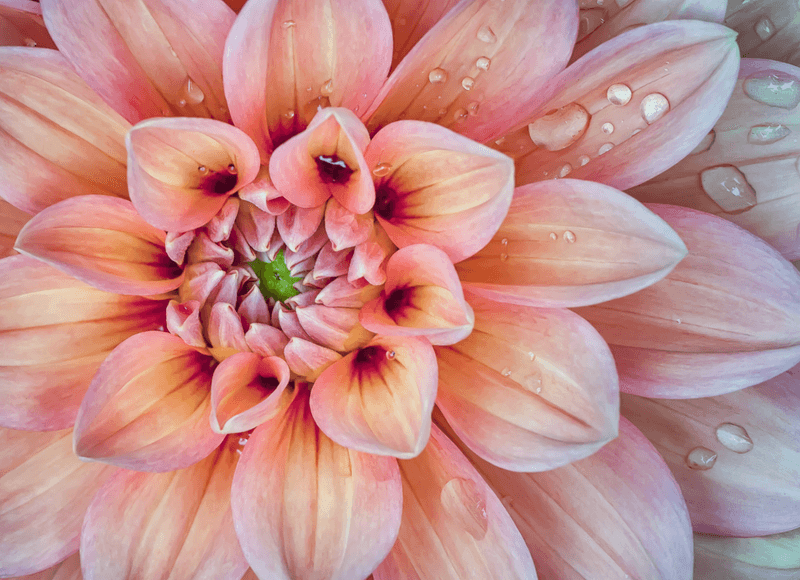 Macro Marvels