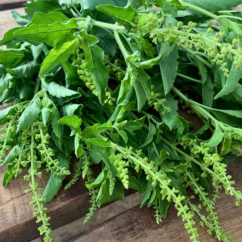 Thai Basil