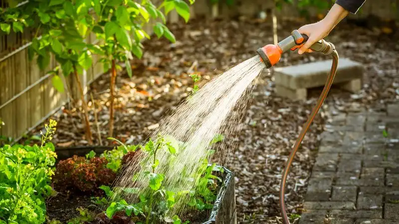 Morning Watering Ritual