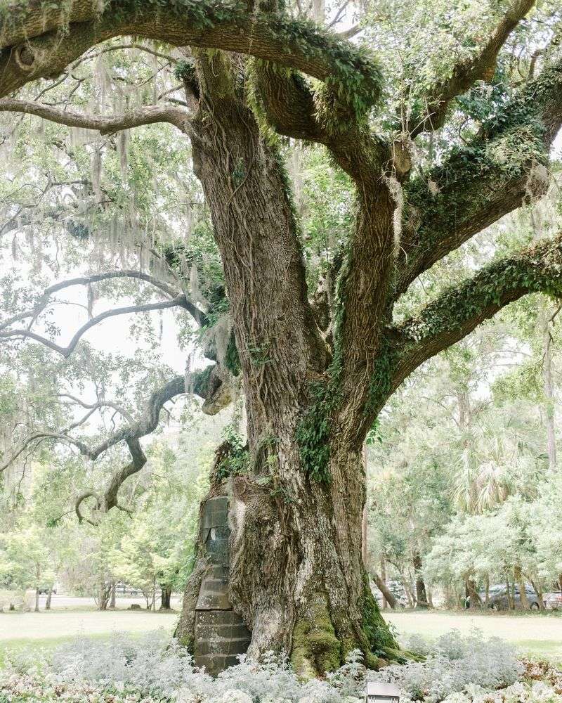 The Ancient Live Oak