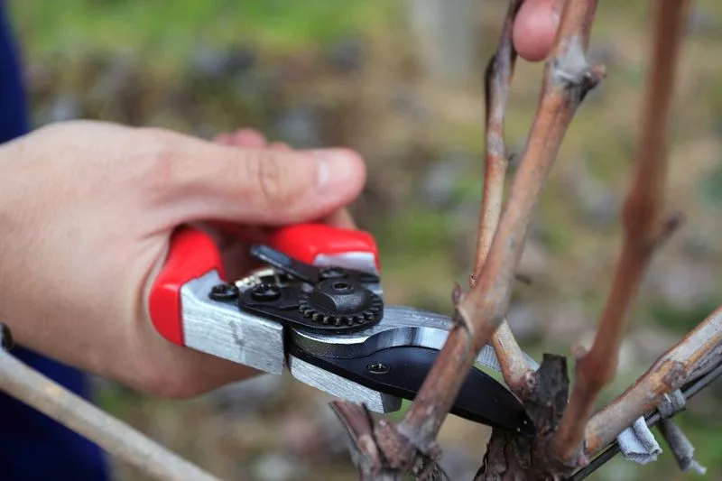 The Art of Pruning
