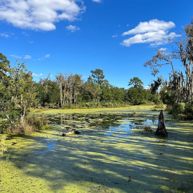 The Audubon Swamp