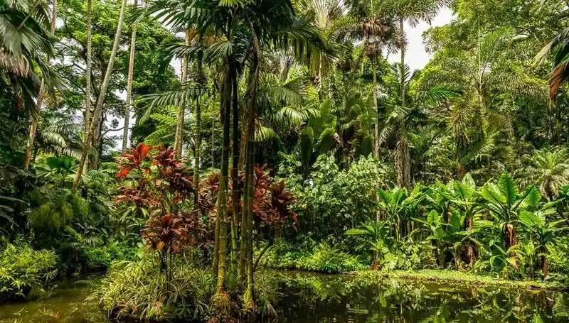 The Botanical Wonderscape