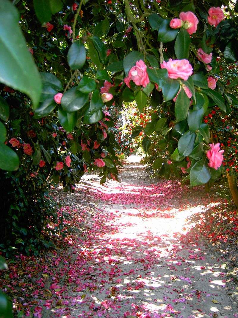 The Camellia Collection