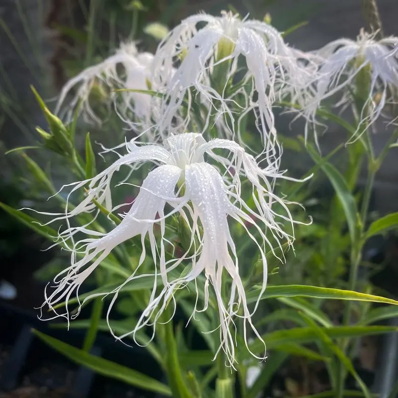 The Dancing Plant