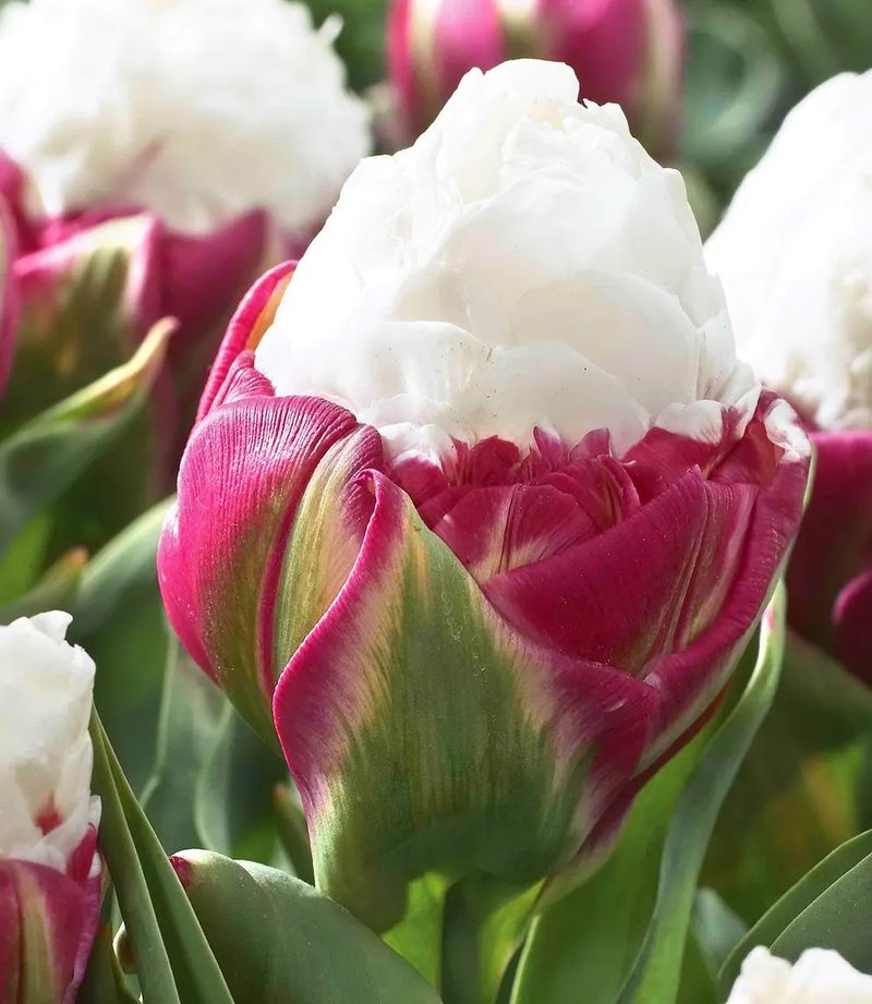 The Double-Flower Phenomenon