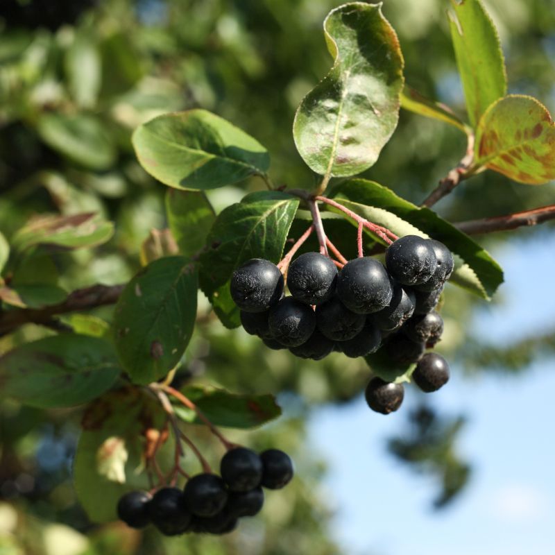 Aronia Berry (Chokeberry)