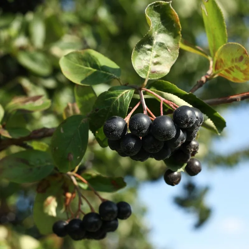 Aronia Berry (Chokeberry)