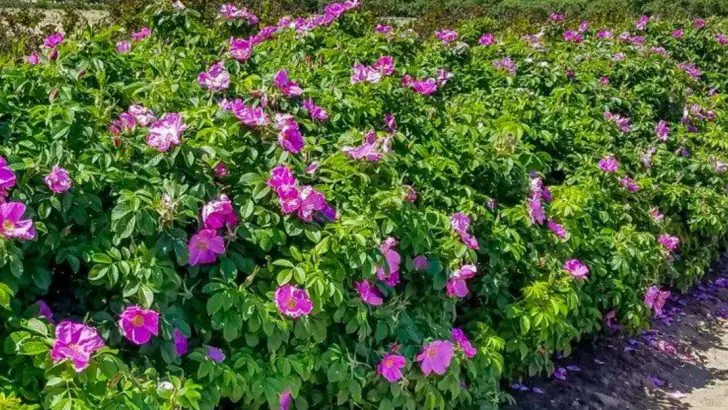 The Edible Hedge: 10 Productive & Beautiful Shrubs for Food & Privacy