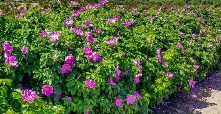 The Edible Hedge: 10 Productive & Beautiful Shrubs for Food & Privacy