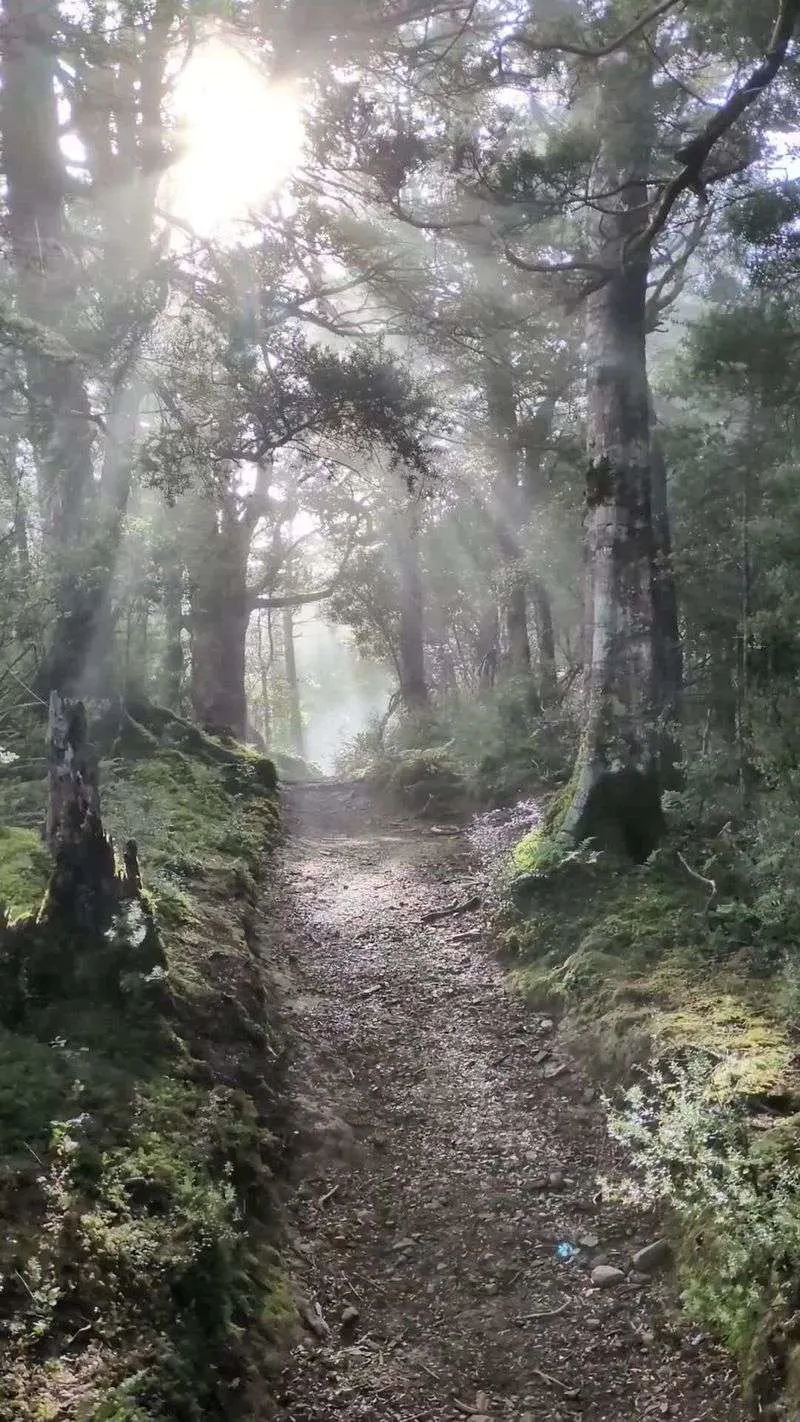 The Enchanted Forest Pathway