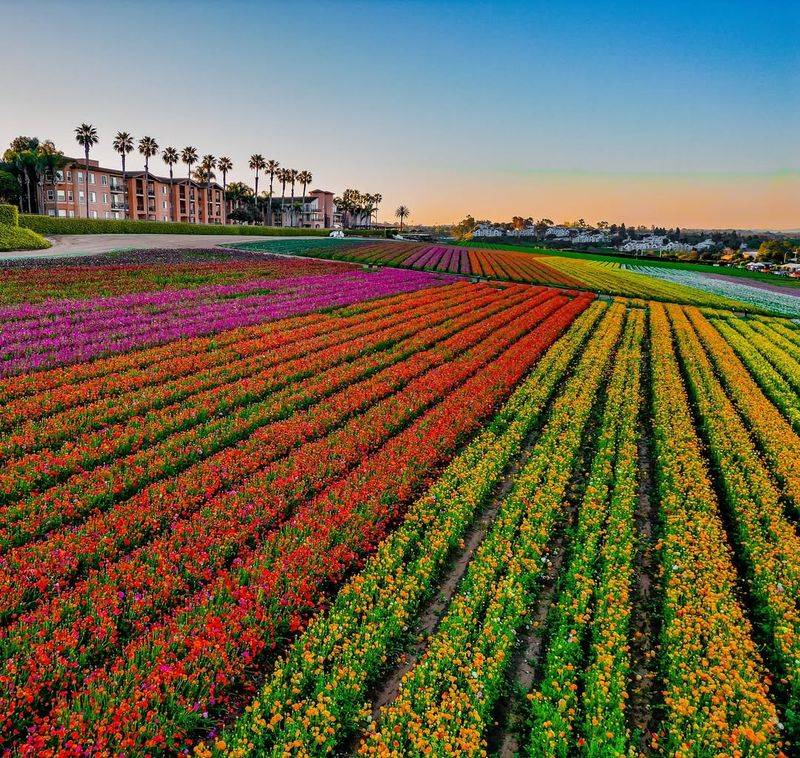 The Flower Fields, Carlsbad, USA
