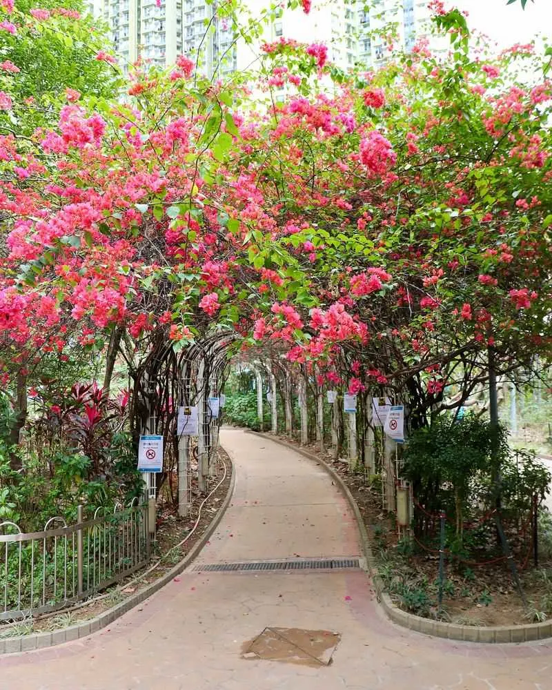 The Flower Tunnel