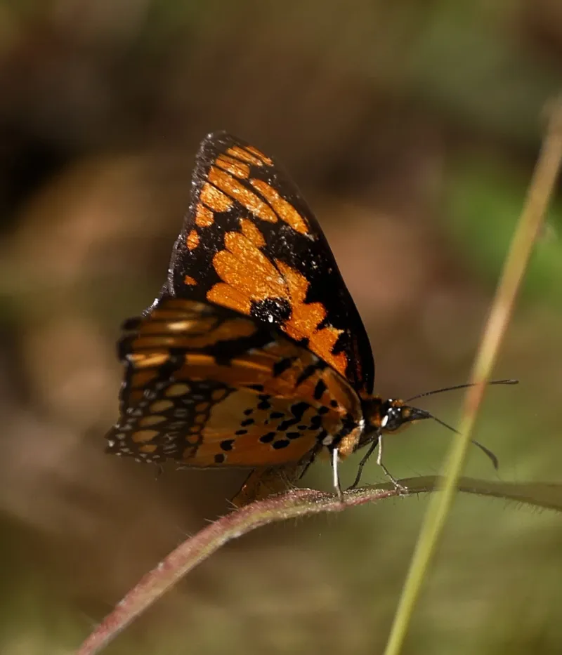 The Flutter of Butterfly Wings