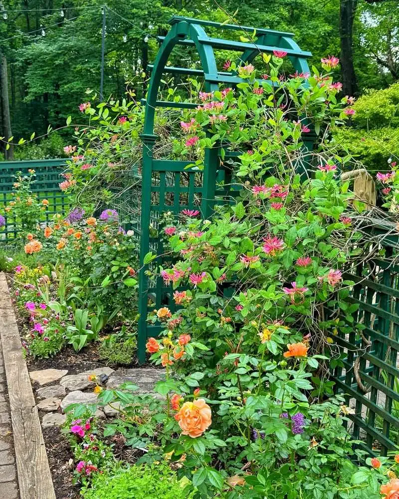 The Gardening Novice