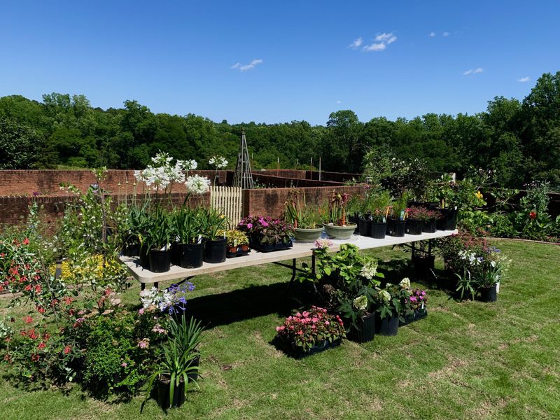 The Herb Garden